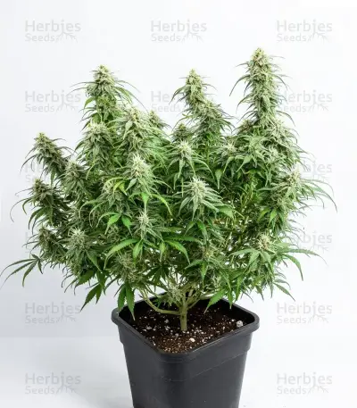 Kerosene Krash Auto Seeds