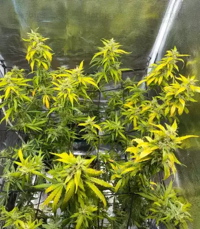 Mimosa Automatic Seeds (Royal Queen Seeds)