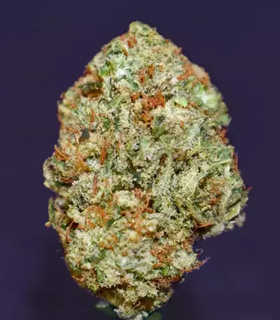 Mimosa Shot Seeds (Herbies Seeds)