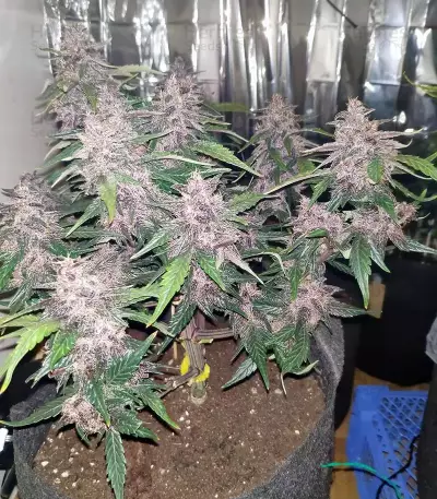 Narco Purps Auto Seeds