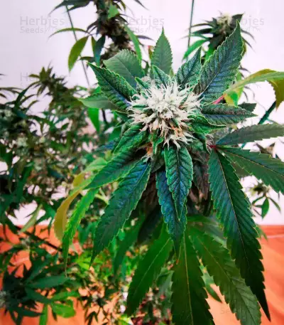 OG Kush Seeds