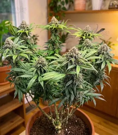 Orange Bud 2.0 Seeds