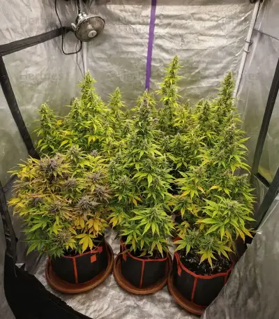 Oreoz feminized seeds