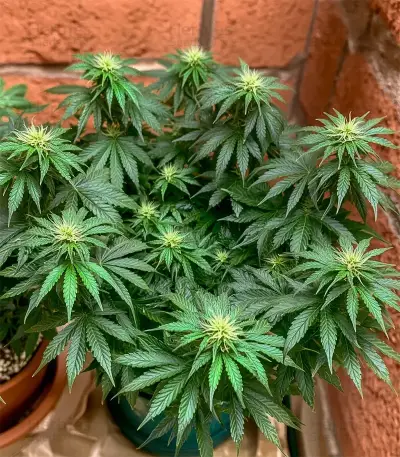 Purple OG Punch Seeds