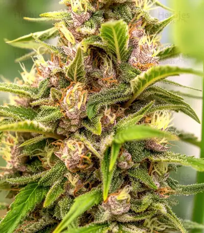 Purple Stilton Auto Seeds