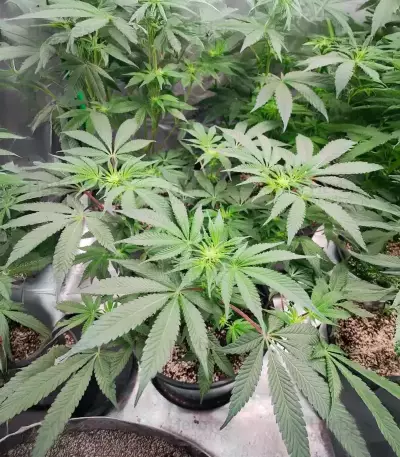 Semillas Feminizadas Sangria Poison Autoflower (Seedkeepers)