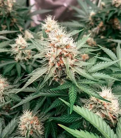 Silver Surfer Haze (BlimBurn Seeds)