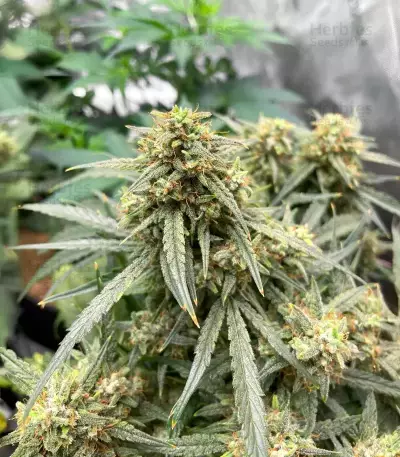 Skywalker Auto Seeds