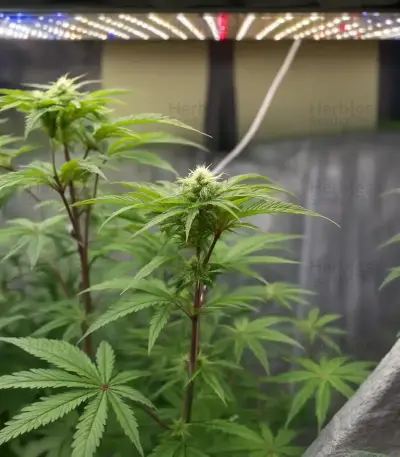 Stoned Panda Seeds