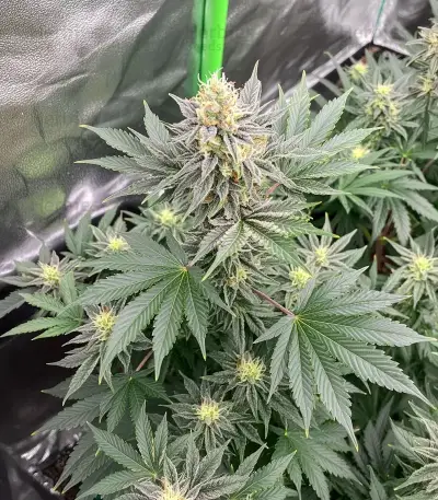 Super Boof Seeds