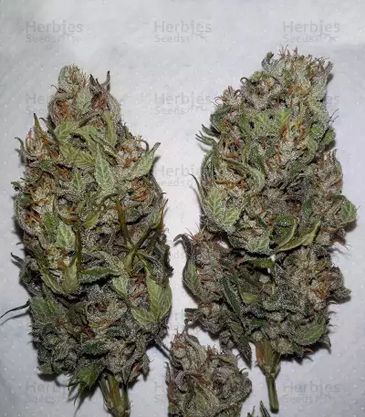 THC Bomb Auto (Bomb Seeds)