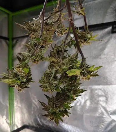 Trop Cherry Seeds (Original Sensible Seeds)