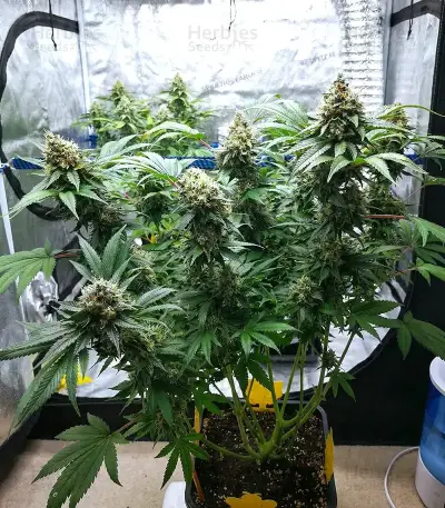 Tropical Tangie Seeds