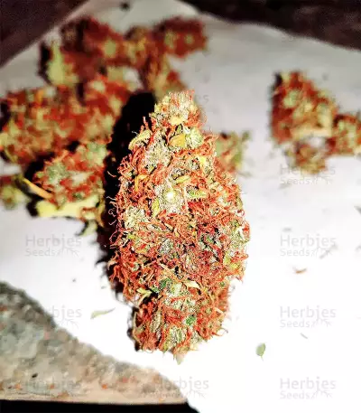 White Widow feminized seeds (Seedstockers)