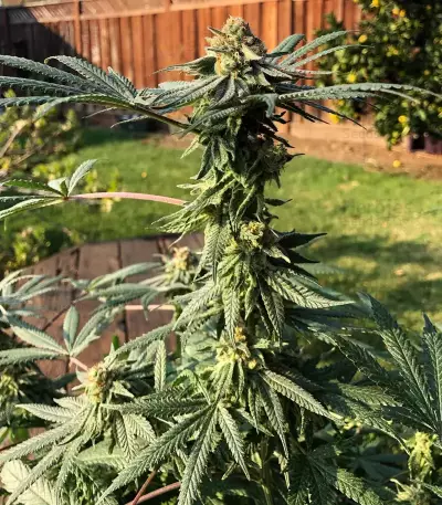 Z feminized seeds (Original Sensible Seeds)