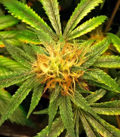 Red Diesel feminized seeds