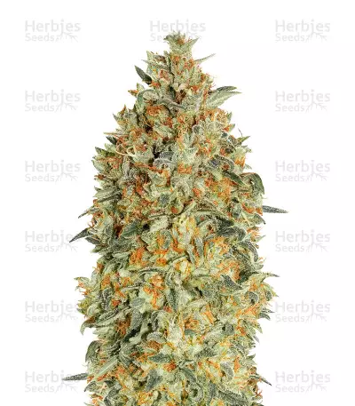 Buy Auto Gorilla Blue by Advanced Seeds