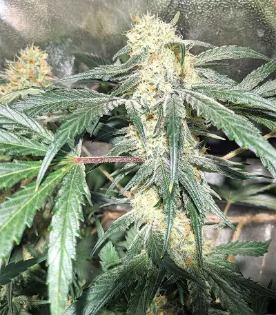 Mix Pack Seeds