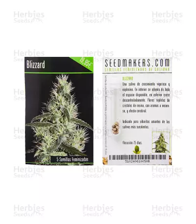 Graines de cannabis Blizzard (Seedmakers Seeds)