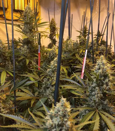 Blue Cheese Seeds (Big Buddha Seeds)