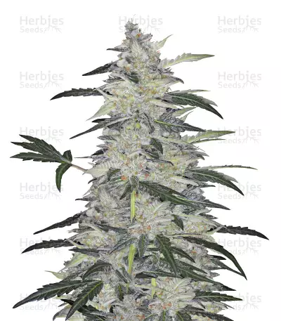Graines de cannabis Bruce Banner #3 Auto (Original Sensible Seeds)