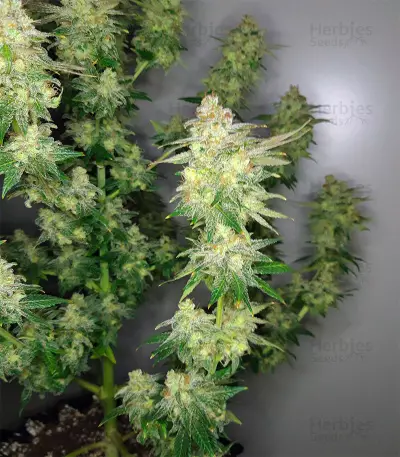 Buzz 'n' Smiles Super Lemon Haze (Big Head Seeds)