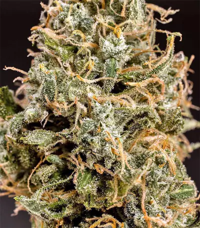 Graines de cannabis Chem Berry D regular (Dark Horse Genetics)