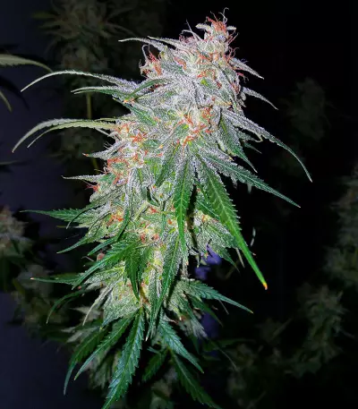 Semi femminizzati Chemdogging Auto