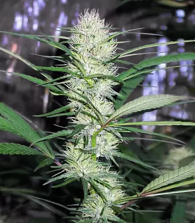 Graines de cannabis Congo (Ace Seeds)