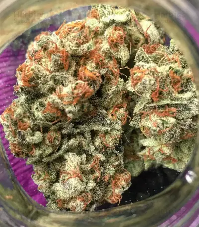 Cookie Dawg (Big Head Seeds)