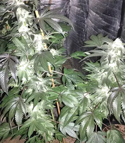 Cookies and Cream Strain