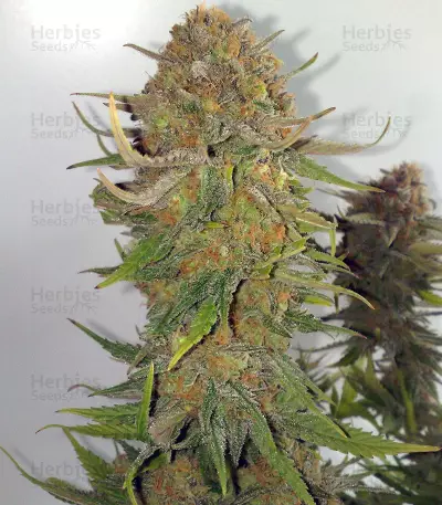 Criminal+ feminized seeds