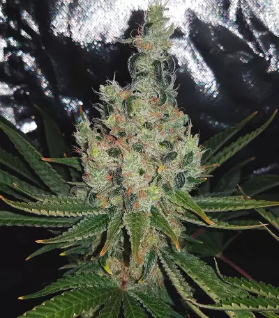 Double Glock Seeds
