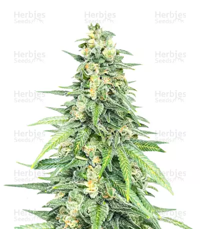 Sementes Feminizadas de Dozy Cookies (AlphaFem Seeds)