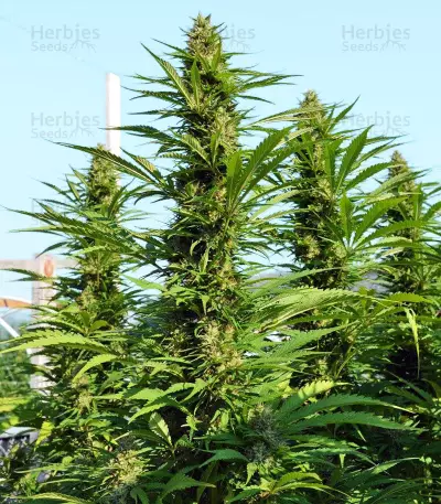 Early Bubba Hash Seeds