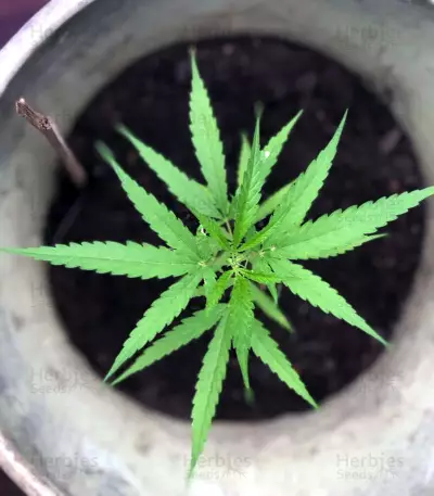 Graines de cannabis Five-O (Blackskull Seeds)