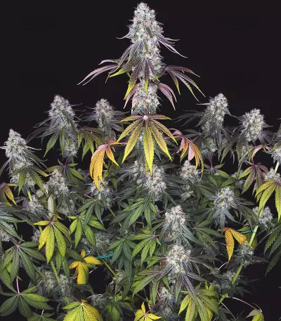 French Cookies Seeds