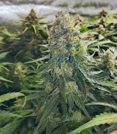 Girl Scout Cookies Seeds (Garden of Green)