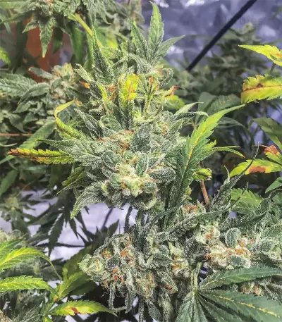 Semi femminizzati Gorilla Bomb