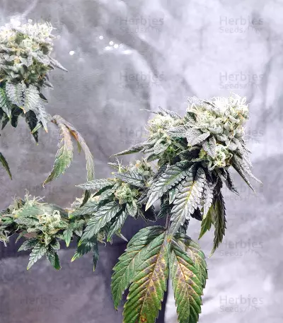Graines de cannabis Grenadine (Karma Genetics)