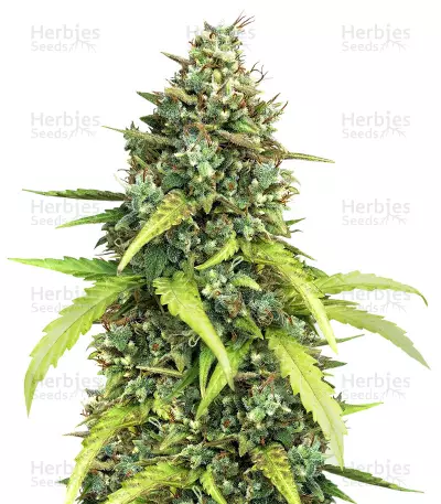 High Ryder ASB Giant Auto (Xtreme Seeds)