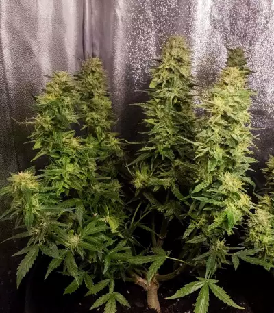Mandarin Haze Auto (Ministry Of Cannabis)