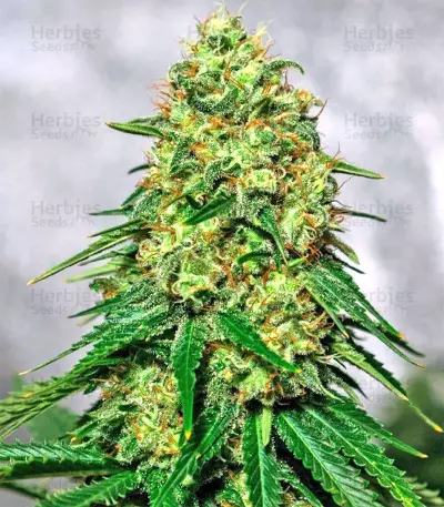 Mangobiche Kush Seeds