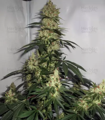 NL5 x Haze Seeds