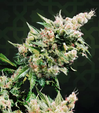 Semi femminizzati OG Kush Express Auto