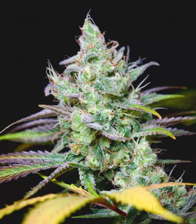 Pennywise regular (TGA Subcool Seeds / SubCool’s The Dank)