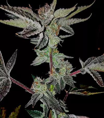 Rockbud feminized seeds