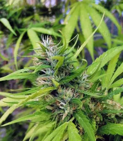 Sapphire Scout Seeds