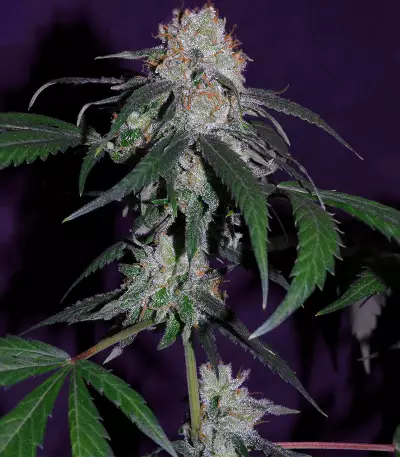 Super Lemon Haze x Banana Punch Seeds