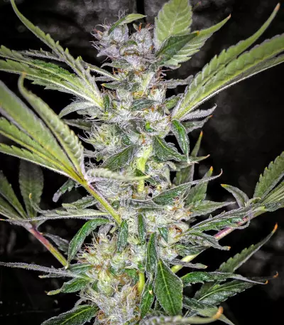 U - Pink Kush feminized seeds